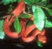 Corallus hortulanus - A.jpg (100892 bytes)