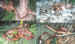 Normal corn collage, 4 pics.jpg (158183 bytes)