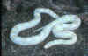 Snow corn 1 Feb. 03.jpg (146938 bytes)